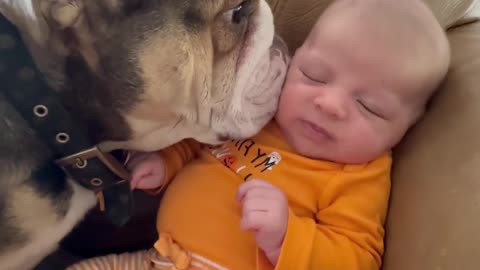 Loving Bulldog Adores Human Baby Brother