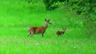 Fawn Deer with Mother