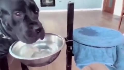 Dog has learned to dry his mouth after drinking