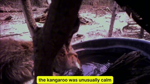 Crows Rescued Kangaroo from Tick Infestation