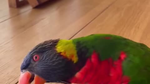 Parrot displays of affection kiki the lorikeet