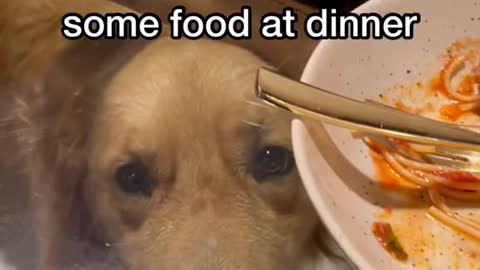 My dog hopingsomeonewill dropsomefood at dinner