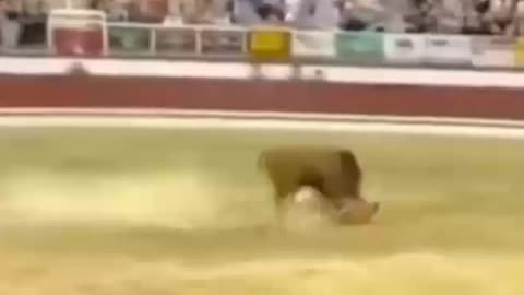 Forcado Wrestles Bull