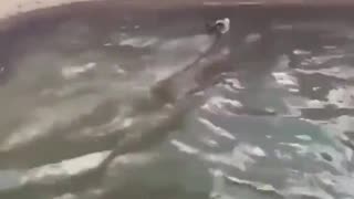 Kindly Man Saves Baby Deer From Certain Drowning Death