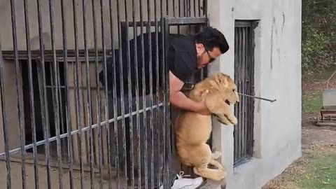 Dangerous Lion Cub In Angry Mood--🦁