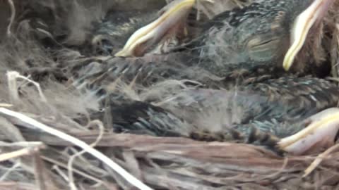 Baby Robins