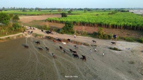 Life Of Poor Farmers In India Uttar Pradesh ( Real Life India UP Village Life ) Natural Life