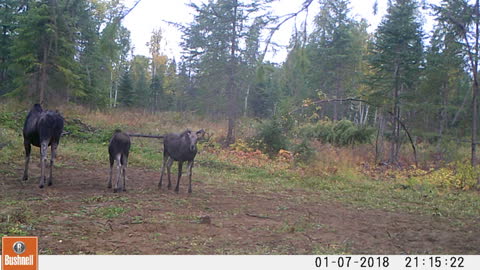 Cow Moose and two Calves in BC Canada