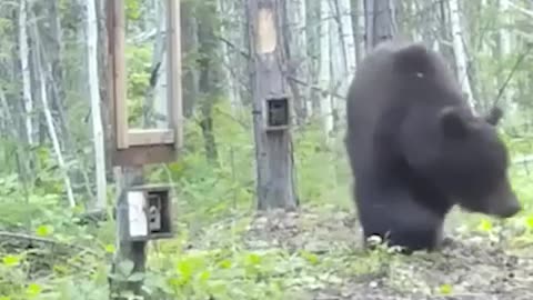 Bear fighting himself