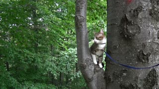 Cute Little Cat Climbs into a Tree for the First Time