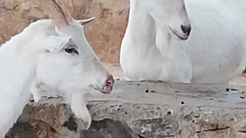 AMERICIAN GOAT IN NEPAL (Saanen Goat)