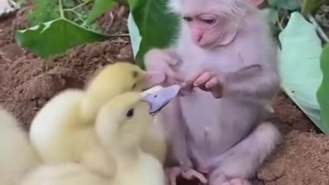 Baby monkeys and baby ducks have a wonderful friendship😍