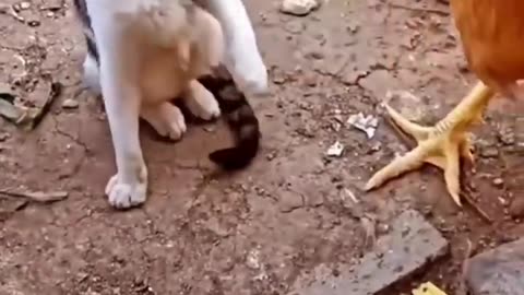 Cat vs Chicken: Watch What Happens Next and Get Ready to Laugh in