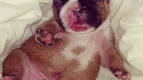 Tiny newborn puppy dreams in his sleep
