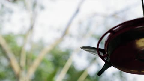 A beautiful bird fly in the nest.