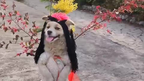 Dog and funny animals video