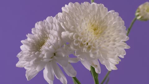 Two white flowers