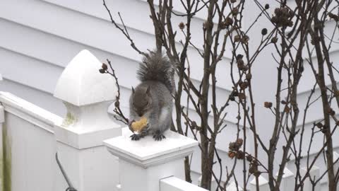 Cute Squirrel on the fence - Funny animals - Adorable