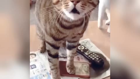 Best video of cat | more funny short