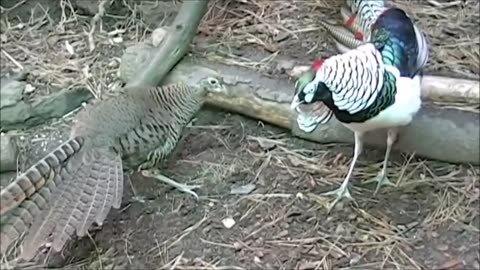 Beautiful Golden Pheasants and Wading Birds