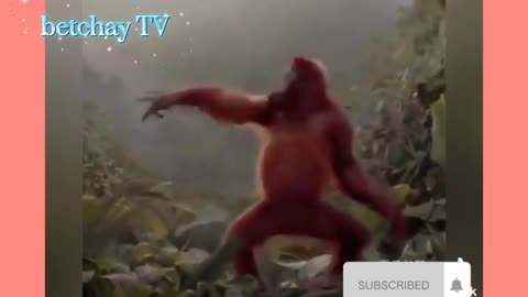 Woooww,so cute dancing dog and monkey.