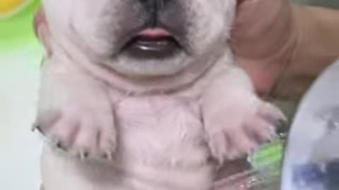 Adorable Little Puppy Taking a Bath ❤️❤️ #shorts #puppy #cuteanimals