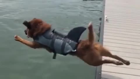 Shark dog jumping with so much grace 😂