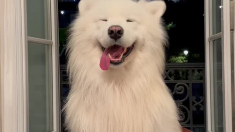 Samoyed Wiggles Ears In Paris