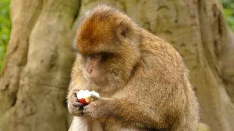 Monkey Eat Apple