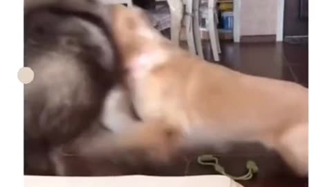 The hilarious slap from a daring Cat