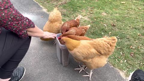 Chicken’s lunch box