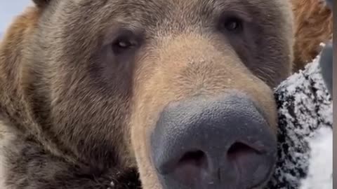 Meeting with a brown bear: stunning footage against a snowy backdrop."