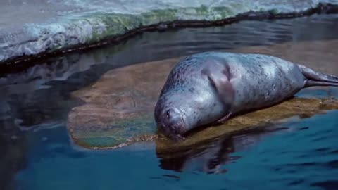 Arctic Seal 2023 | Animals | No Copyright Video