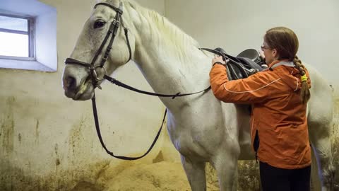 Removing saddle from white horse