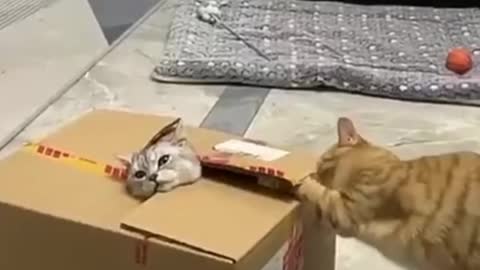 Funny Cats 😂 😹 compilation