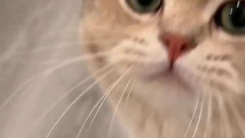 Whisker Wonderland: A Cat's Playtime Delight