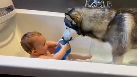 Husky Helps Newborn Baby Bath In The Cutest Way Possible!..😭.