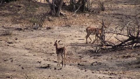 Three Impala females get a drink