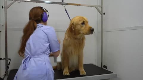 Dog trening and washing step