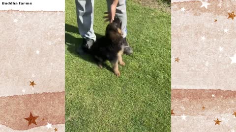 Free Free Adoption Heavy bone German Shepherd puppy