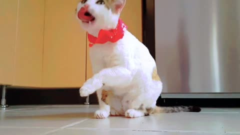 Unveiling the Hidden World of Cute Cats and Sweet Puppies#cat#puppy#catshort#cat funny clip