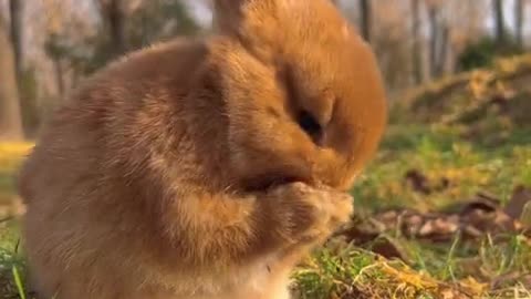 The bunny's little tongue is so adorable!