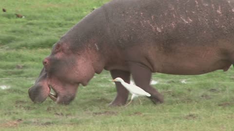 Bird Teasing Hippo