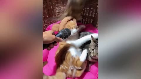 30 Minutes Hilarious Cats and Dogs 😹🐶 Funniest Animals 2023 🤣