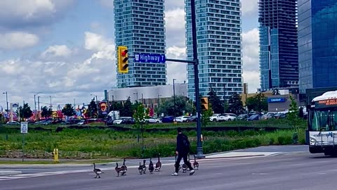 Guy Herds Family of Geese Out of Intersection