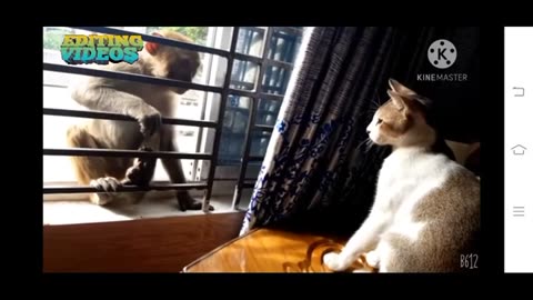 Monkey Vs Cat Fight
