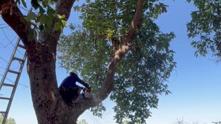 Avocado tree removal