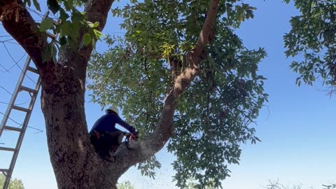 Avocado tree removal