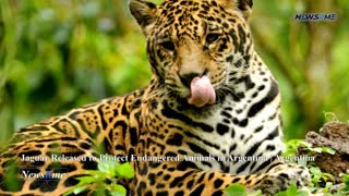 Jaguar released to protect endangered animals in Argentina | Argentina News | NewsRme