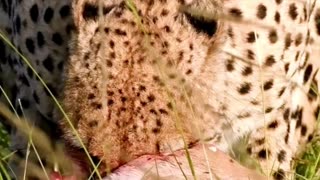 Amazing Facts About Cheetah || Cheetah facts